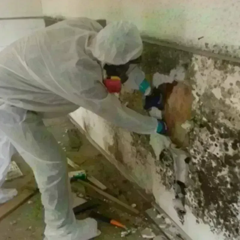 Mold Remediation and Removal in Washington County, OH